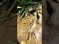 Anyone know what these minnows are? Found in Oregon.
