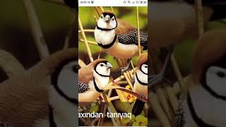 Qeyri Adi Quwlar Coox Gozeldiler Gozunuz Gozellikler Gorsun