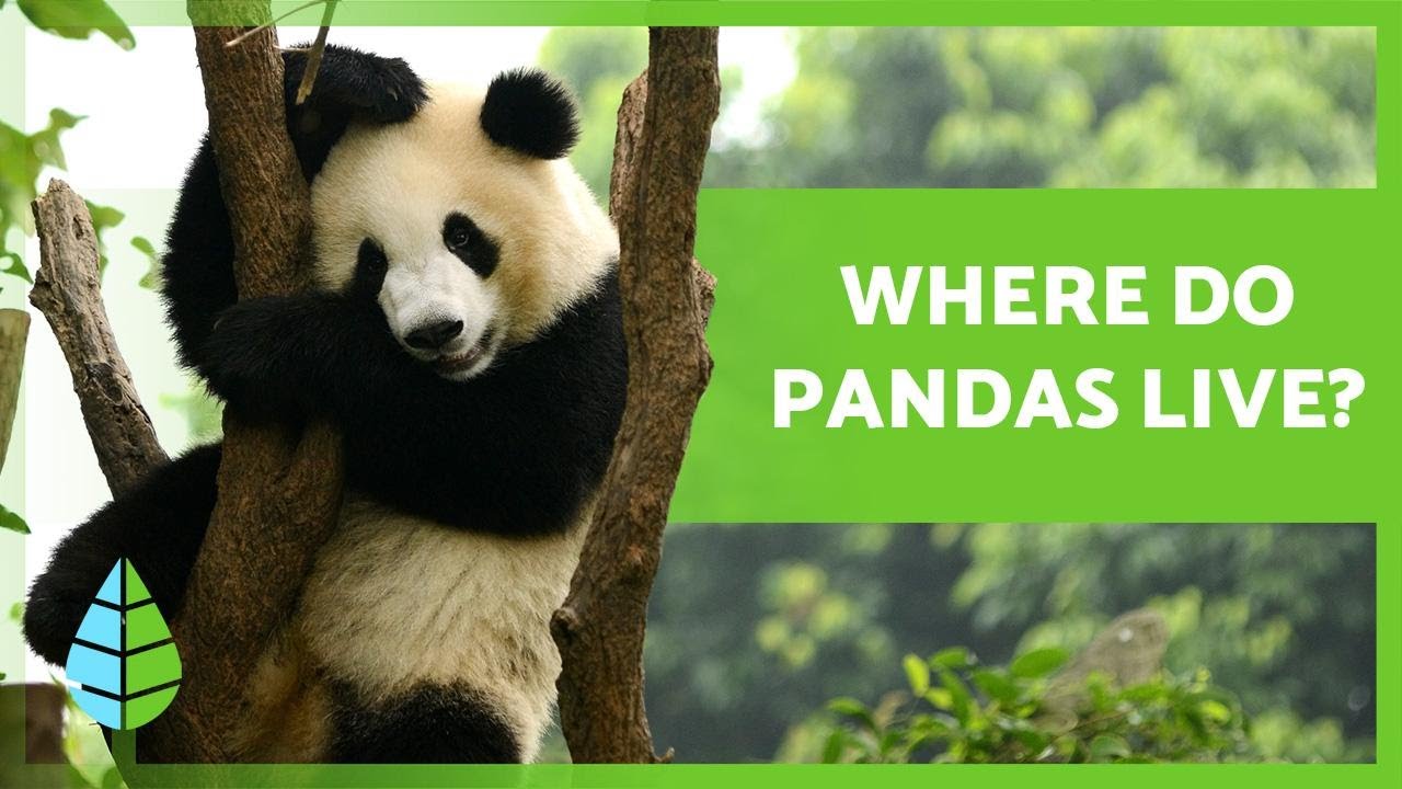 Where Do Panda Bears Live? 🐼🎋 (Giant Panda Habitat)