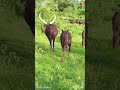 ANKOLE WATUSI CATTLE Biggest Bulls And Cow Cows Bulls Ankole