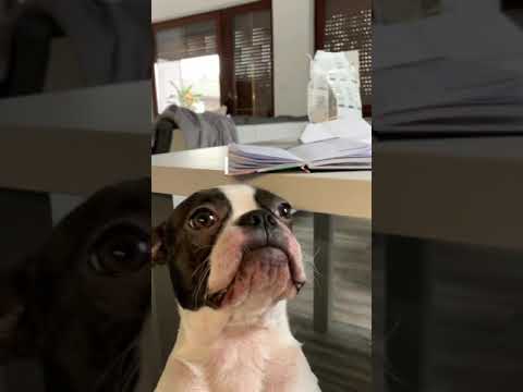 Video: Sind Boston Terrier gute Haushunde?