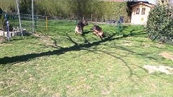 Tiere In Not Odenwald Ev Youtube