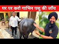 घर पर कैसे करे पशु गाभिन पशु की जाँच  | How to check cow buffalo Pregnancy | gabhin checkup ghar par