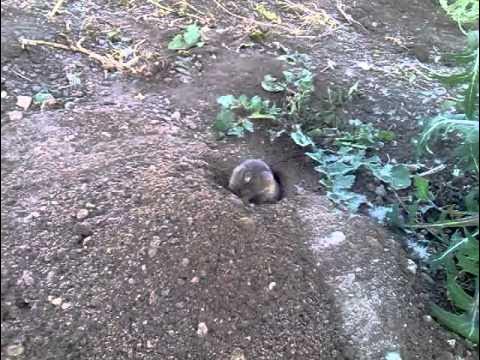 Кот получил от злобного хомяка карбыша - YouTube