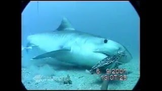 АКУЛА ЧУТЬ НЕ СОЖРАЛА МОРСКУЮ ЗМЕЮ АКУЛА ЧУТЬ НЕ СОЖРАЛА МОРСКУЮ ЗМЕЮ