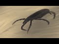 The Tick and the Bird - Full Documentary