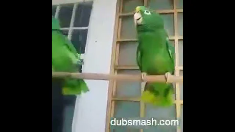 Los loros ms mas chistosos del mundo
