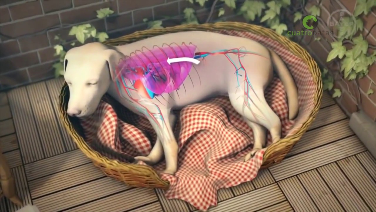 ¿Pueden los humanos obtener gusanos del corazón de los animales?