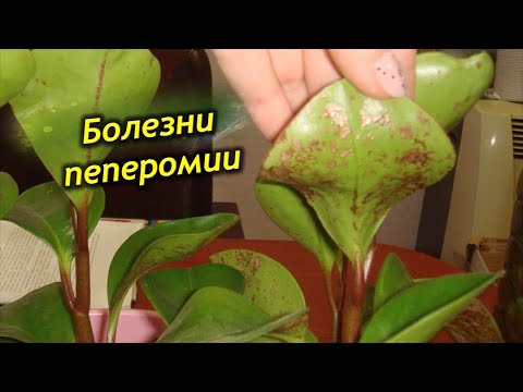 Video: Пеперомияга кам көрүү - Пеперомия өсүмдүктөрүн үйдө кантип өстүрүүнү үйрөнүңүз