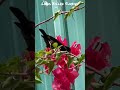 🇱🇰 Long-Billed Sunbird |Loten’s Sunbird (Nectarinia lotenia) #birdwatching #birdsounds