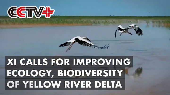 Chinese President Xi Jinping Calls for Improving Ecology, Biodiversity of Yellow River Delta - DayDayNews