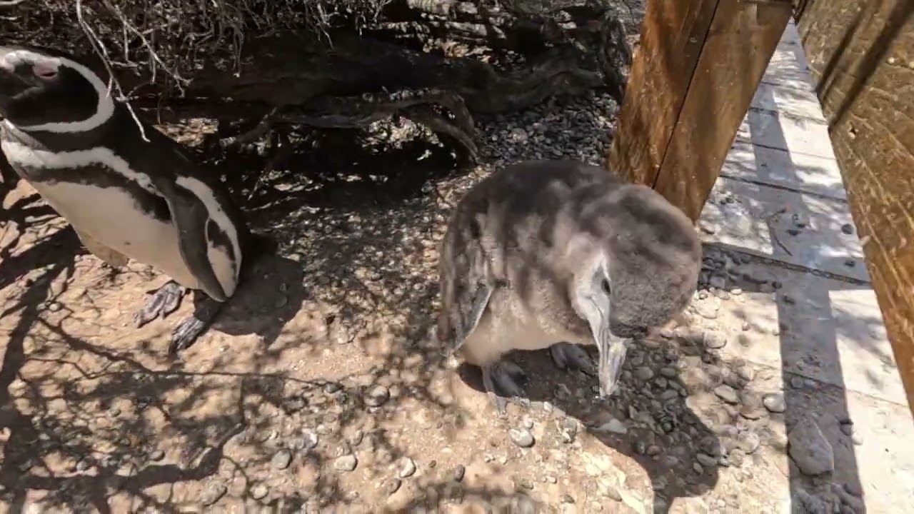 🐧 Pinguini di Magellano a Punta Tombo: famiglie nel vento della Patagonia