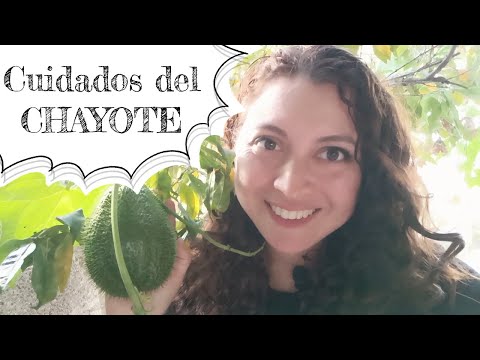 Vídeo: Què són els Chayotes - Com cultivar la carbassa Chayote