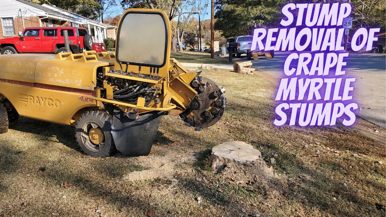 Stump Removal of Crape Myrtle Stumps YouTube
