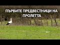 Първият щъркел долетя в джебелското село Слънчоглед.