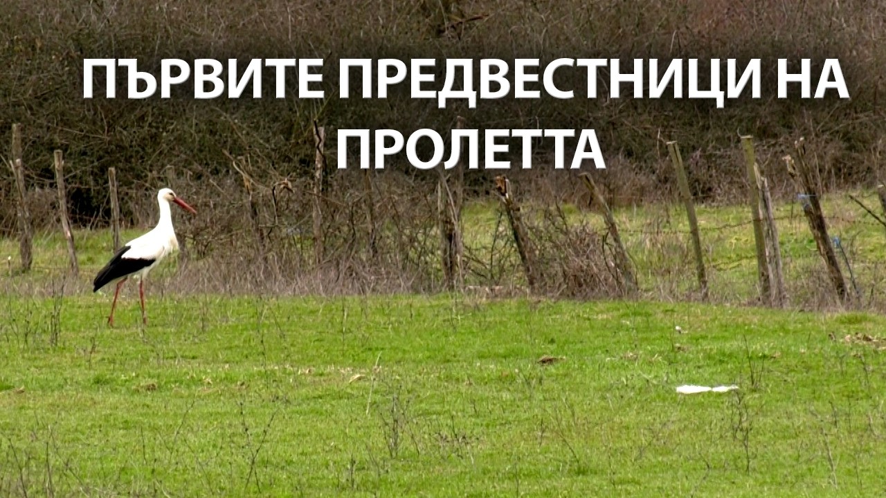 Първият щъркел долетя в джебелското село Слънчоглед.