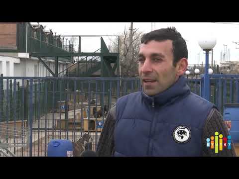 თამაზ ელიზბარაშვილის ძაღლთა თავშესაფარი