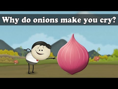 Video: What Affects The Sharpness Of An Onion?