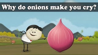 Human Tears - Why do onions make you cry? | #aumsum #kids #science #education #children