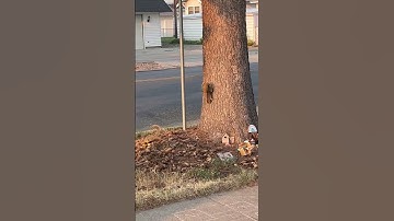 Squirrels chasing each other around the fairy garden tree #fairygarden #squirrelfriends