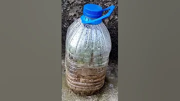 Черенки роз отлично укореняются в песке.