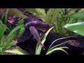 Рыбки Гарра руфа в домашнем аквариуме - отличные водорослееды!