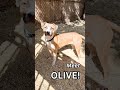 Olive video