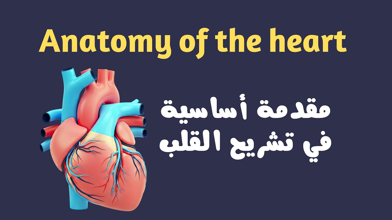 مقدمة اساسية في فهم تشريح القلب Anatomy of the heart 