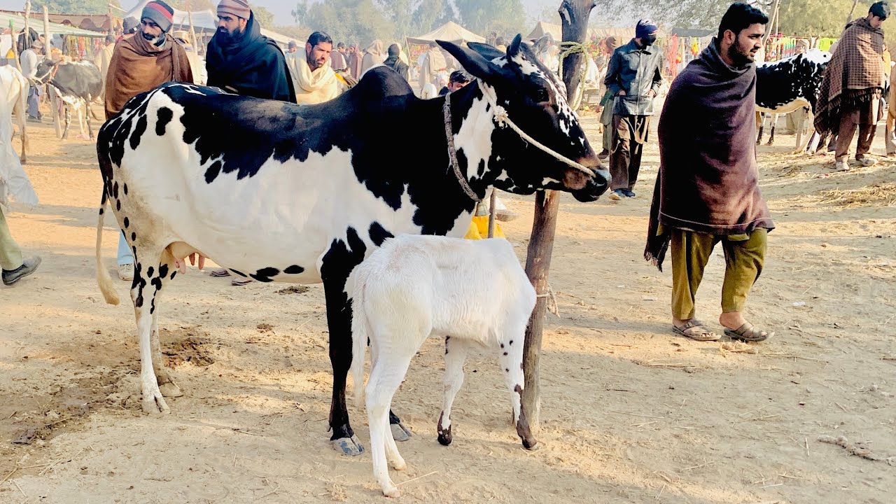 Today domail mandi latest update ll part 3 ll Dhani cows ll jamil tv ll