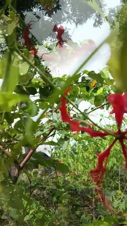 Untitled video