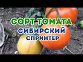 Сорт томата Сибирский Спринтер! Полный обзор томата