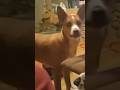 Insane! This #dog cracks me up! #dogs #animals #funnyshorts #pets #cute #dogsofyoutube