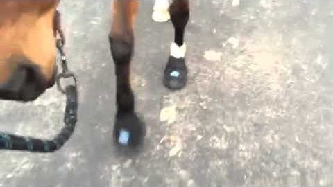 Easyboot Cloud at a Walk