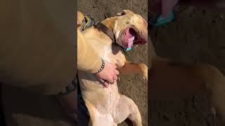 Meet Seret A Terrier, American Pit Bull Currently Available For Adoption 12142021 123701 Pm