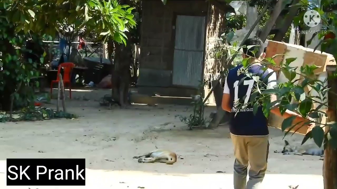 Huge Box Prank vs Sleeping Dog Very Funny Surprise Scared Reaction -  Try Not To Laughing