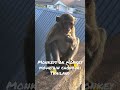 Monkeys on Monkey Mountain Chonburi Thailand