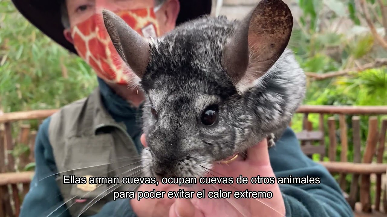 BUIN ZOO TE EN CASA (Conociendo a la chinchilla) YouTube