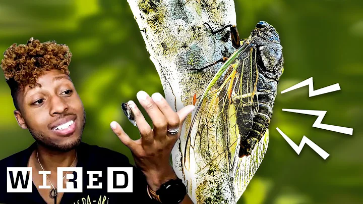 Bug Expert Explains Why Cicadas Are So Loud | WIRED - DayDayNews
