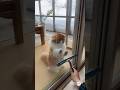 猫が全力で窓掃除を邪魔してくる😂🐱 #猫動画 #面白猫 #ねこのいる生活 #catlover #funnymemes