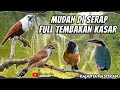 MASTERAN UNTUK MURAI BATU ,CUCAK IJO ,KACER || MASTERAN BURUNG FULL TEMBAKAN KASAR