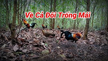 Bẫy Gà Rừng Miền Bắc Bổi Về Cả Cặp và Cái Kết Không Tưởng | Hoàng Thắng