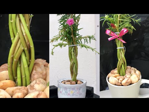 เคล็ดลับ!!ปลูกคุณนายตื่นสายระดับเทพให้สวยสะดุดตาแปลกใหม่ขายได้ราคาPortulaca grandiflora แม่ก้อยพาทำ