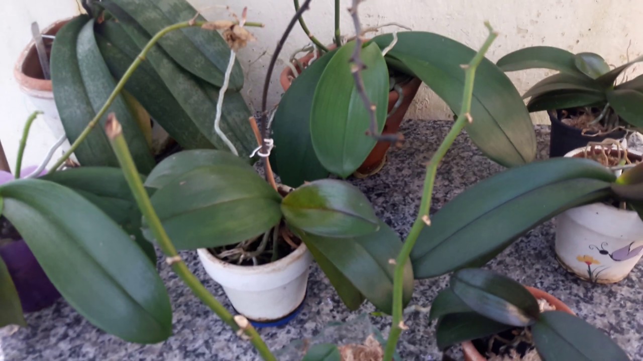 DEVO CORTAR HASTE FLORAL DA ORQUÍDEA PHALAENOPSIS DEPOIS DA FLORAÇÂO -  thptnganamst.edu.vn