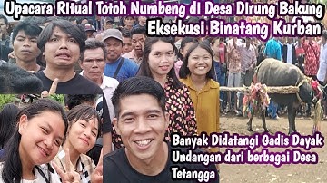 Upacara Ritual Adat Totoh Numbeng || Siang Murung @Pransromi
