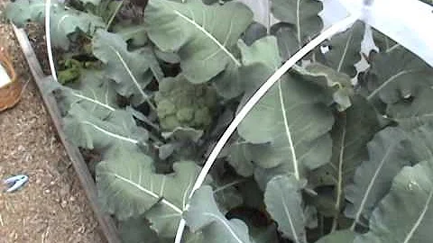 Broccoli Harvest - Row Covers - Seed starting