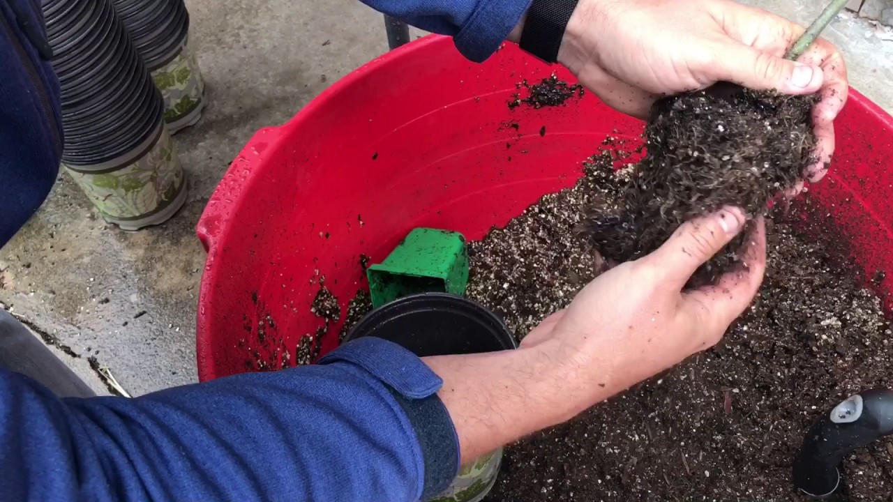 Potting Up Tomatoes