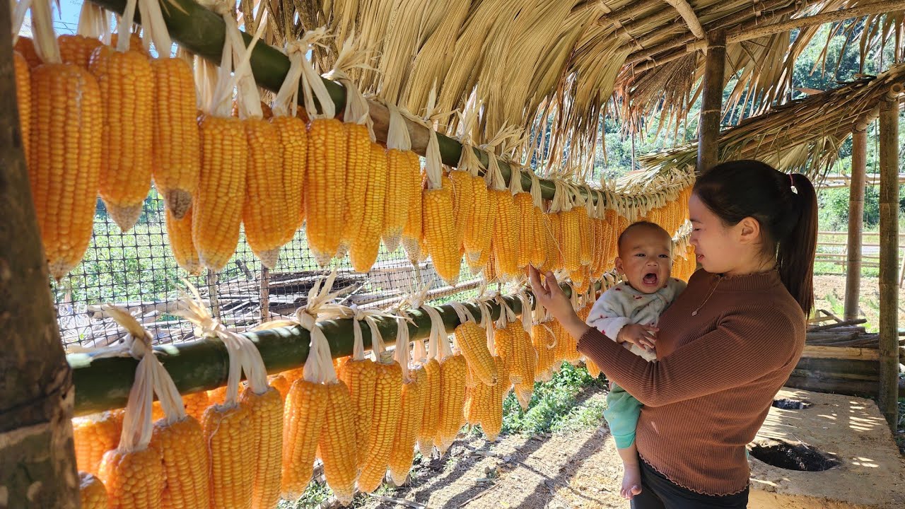 Pick corn for long-term storage, harvest sugarcane to sell at the market.