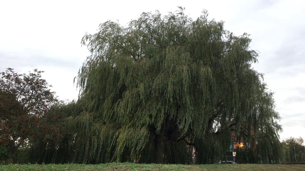 Golden weeping willow - tree - October 2019 - YouTube