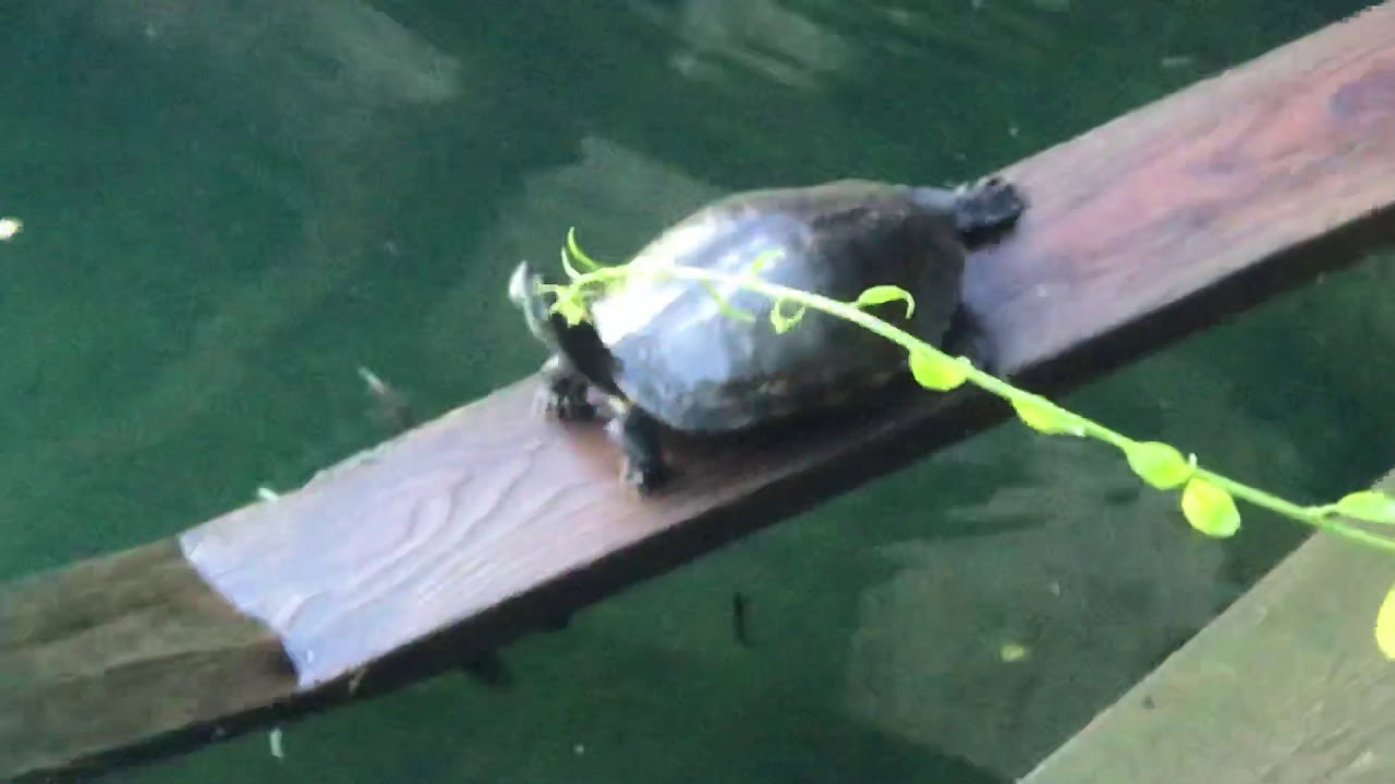 camera iphone 8 plus apk Adult red eared slider