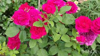 Английские розы в моём саду. Ленинградская область.